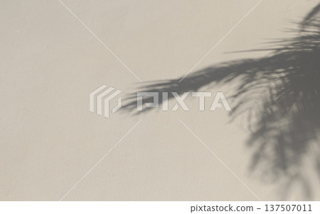 Palm leaves shadow casting on beige textured wall in sunlight. Cream-colored backdrop. Tropical plant leaf silhouette photo overlay. Natural abstract background for summer themed mock-ups. Palm leaves shadow casting on beige textured wall in sunlight. Cream-colored backdrop. Tropical plant leaf silhouette photo overlay. Natural abstract background for summer themed mock-ups. 137507011