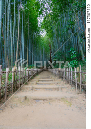 A bamboo forest walking path that retains the atmosphere of the Edo period A bamboo forest walking path that retains the atmosphere of the Edo period 137507320