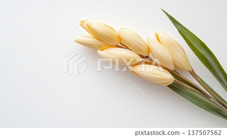 Fresh fingerroot Chinese ginger with its long slender stalks and green leaves on a clean minimalist white background Fresh fingerroot Chinese ginger with its long slender stalks and green leaves on a clean minimalist white background 137507562