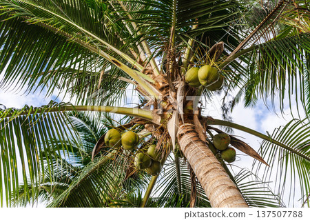Coconut palm tree with green coconuts growing in tropical climate Coconut palm tree with green coconuts growing in tropical climate 137507788