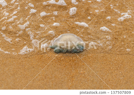 Jellyfish stranded on sandy tropical beach with sea foam and shallow waves 137507809
