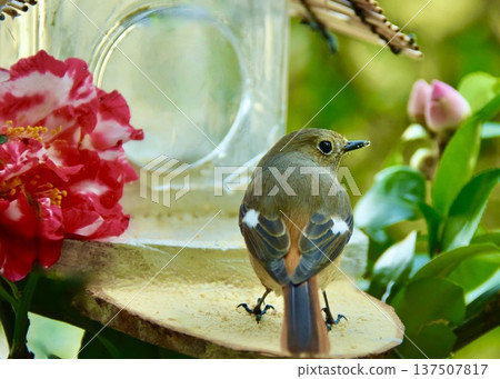 A robin arrives at the bird feeder. A robin arrives at the bird feeder. 137507817