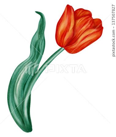 Watercolor illustration of a red tulip. Flower. This spring floral illustration is perfect for holiday cards, birthdays, International Women's Day, Easter cards, and romantic designs. Watercolor illustration of a red tulip. Flower. This spring floral illustration is perfect for holiday cards, birthdays, International Women's Day, Easter cards, and romantic designs. 137507827