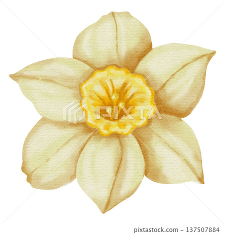 Watercolor hand drawn narcissus flower isolated on white background. Spring floral illustration perfect for holiday, birthday, Women's Day, Easter cards and romantic designs.  137507884