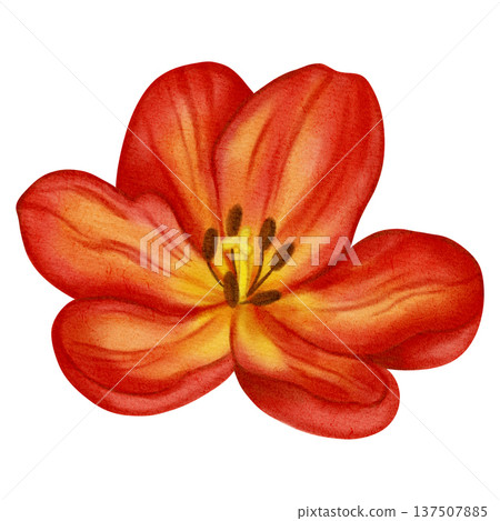 Watercolor illustration of a red tulip. Flower. This spring floral illustration is perfect for holiday cards, birthdays, International Women's Day, Easter cards, and romantic designs. Watercolor illustration of a red tulip. Flower. This spring floral illustration is perfect for holiday cards, birthdays, International Women's Day, Easter cards, and romantic designs. 137507885