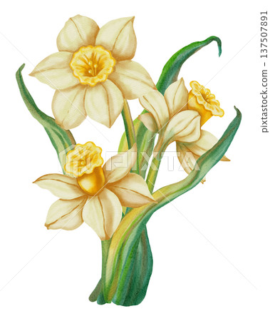 Narcissus. Watercolor hand drawn white narcissus flower on white background. Spring floral illustration perfect for holiday, birthday, Women's Day, Easter cards and romantic designs. Narcissus. Watercolor hand drawn white narcissus flower on white background. Spring floral illustration perfect for holiday, birthday, Women's Day, Easter cards and romantic designs. 137507891