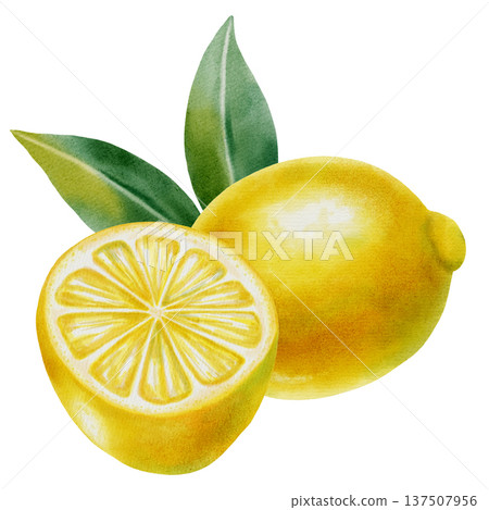 Watercolor lemon compositions with whole fruits, slices and green leaves. Hand drawn botanical illustration isolated on white. Perfect for fabric, wallpaper, packaging, and kitchen decor, cafe menu Watercolor lemon compositions with whole fruits, slices and green leaves. Hand drawn botanical illustration isolated on white. Perfect for fabric, wallpaper, packaging, and kitchen decor, cafe menu 137507956