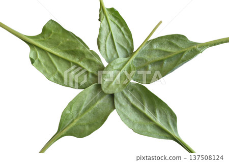Green spinach leaves. 137508124