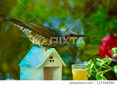 A brown-eared bulbul came to the bird feeder. 137508490