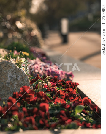 Red flower Red flower 137509092