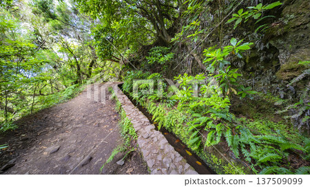 Levada do Caldeirao Verde, Madeira, Portugal Levada do Caldeirao Verde, Madeira, Portugal 137509099