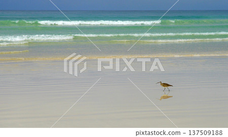 Eurasian Whimbrel, Galapagos National Park 137509188