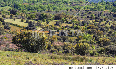 Mediterranean Forest Scrub, Spain Mediterranean Forest Scrub, Spain 137509196