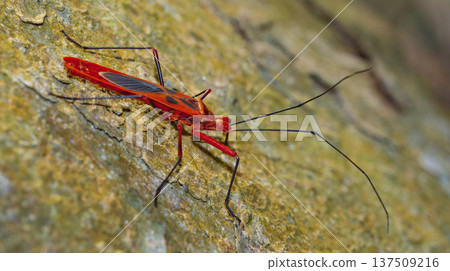 Shield Bug, Royal Bardia National Park, Nepal 137509216
