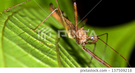 Assassin Bug, Tropical Rainforest, Costa Rica 137509218