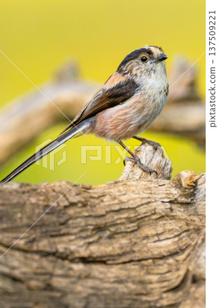 Long-tailed Tit, Spain 137509221