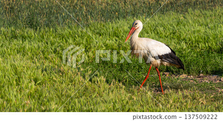 White Stork, Spain White Stork, Spain 137509222