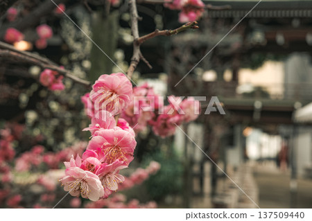 寺廟裡盛開的梅花 137509440