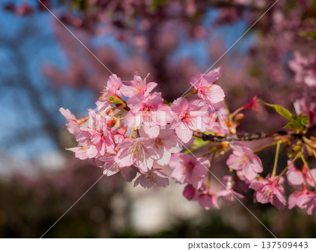 Invited by the cheerful spring Invited by the cheerful spring 137509443