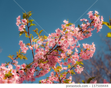 Kawazu cherry blossoms in the blue sky 137509444