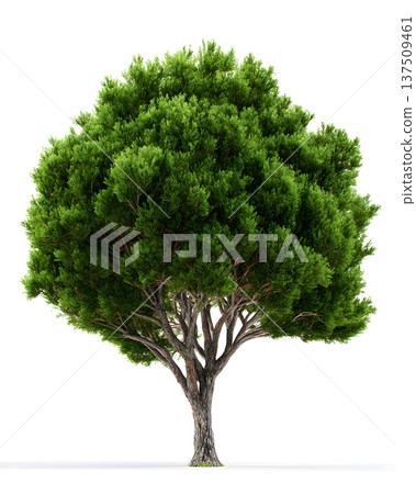 A realistic small tree isolated on a white...-插圖素材 [137509461] - PIXTA圖庫