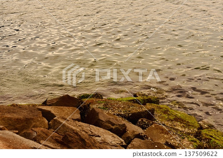 Cape Yuhi and a brown-eared bulbul on the stone wall of the coast at dusk 137509622