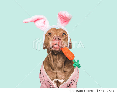 Cute dog with pink bunny ears Cute dog with pink bunny ears 137509785