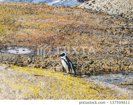 African penguins stand on sunlit granite rocks 137509811