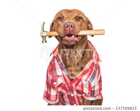 Cute dog, red shirt and hammer. Studio shot Cute dog, red shirt and hammer. Studio shot 137509815