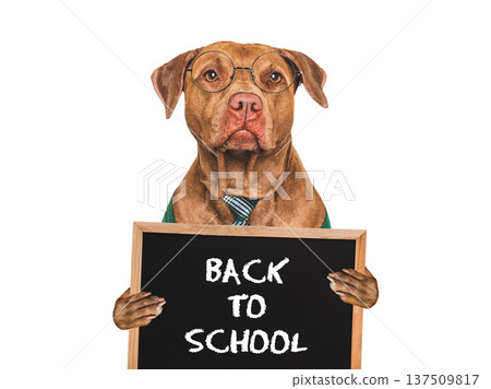 Back to school. Cute dog and signboard with inscription Back to school. Cute dog and signboard with inscription 137509817