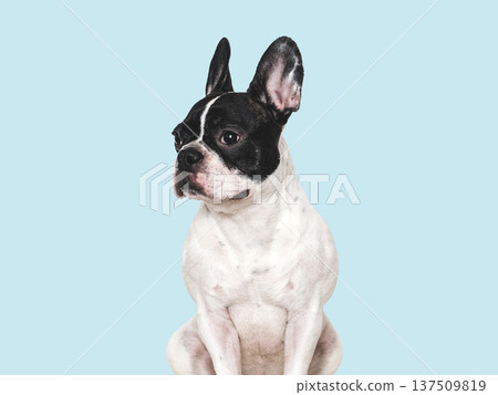 Adorable French Bulldog on white background. Studio shot 137509819