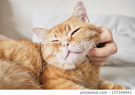 Male hand scratching an orange tabby cat's chin, bringing joy to domestic pet Male hand scratching an orange tabby cat's chin, bringing joy to domestic pet 137509941