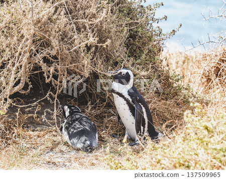 African penguins stand on sunlit granite rocks 137509965