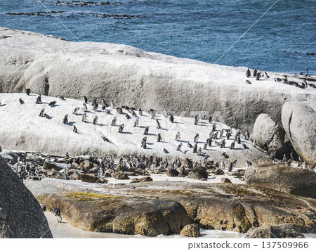 African penguins stand on sunlit granite rocks African penguins stand on sunlit granite rocks 137509966