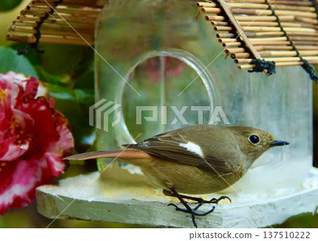 A robin at the bird feeder. A robin at the bird feeder. 137510222