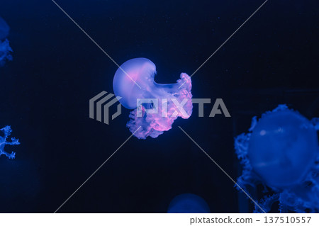 underwater photos of jellyfish marble jellyfish lychnorhiza lucerna 137510557