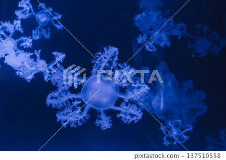 underwater photos of jellyfish marble jellyfish lychnorhiza lucerna underwater photos of jellyfish marble jellyfish lychnorhiza lucerna 137510558
