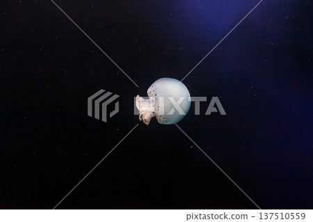 underwater photos of jellyfish Stomolophus meleagris, Cannonball jellyfish underwater photos of jellyfish Stomolophus meleagris, Cannonball jellyfish 137510559