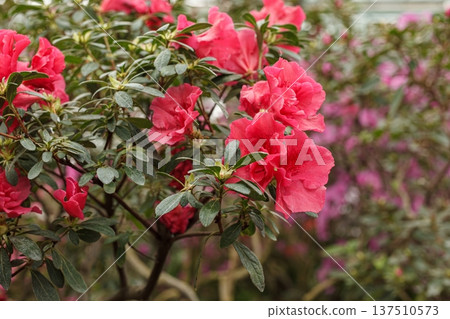 Beautiful blooming pink Azalea bushes Beautiful blooming pink Azalea bushes 137510573