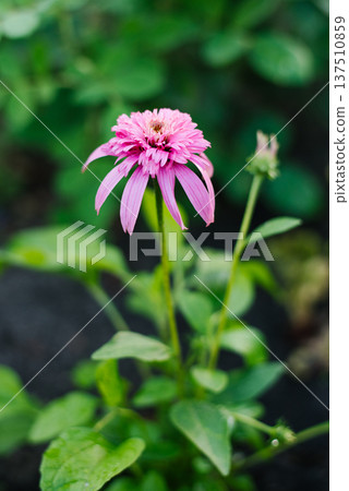 Pink coneflower Butterfly Kisses in garden light 137510859