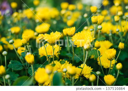 Summer yellow chrysanthemum in full bloom 137510864
