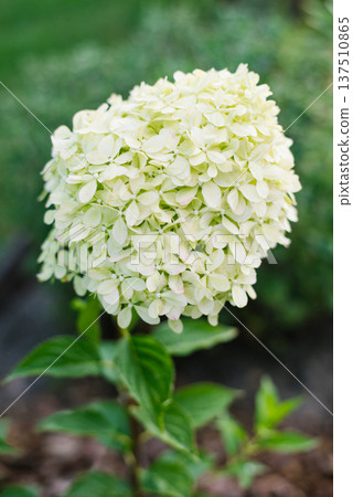 Hydrangea paniculata Pixio flowering in the garden Hydrangea paniculata Pixio flowering in the garden 137510865