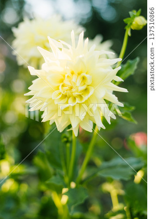Decorative lemon dahlia blooming in sunlight Decorative lemon dahlia blooming in sunlight 137510866