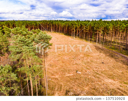 Tuchola forest in Poland. Aerial view 137510928