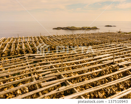 Cod stockfish drying on racks, Lofoten islands Norway Cod stockfish drying on racks, Lofoten islands Norway 137510943
