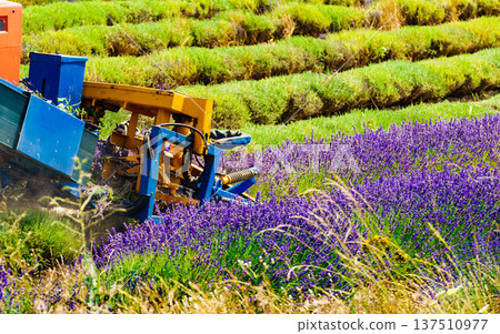 Tractor working on lavender field. Harvest time Tractor working on lavender field. Harvest time 137510977