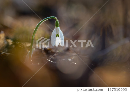 Spring background. Beautiful first spring flowers for the beginning of spring time and season. Concept for nature and environment. 137510993