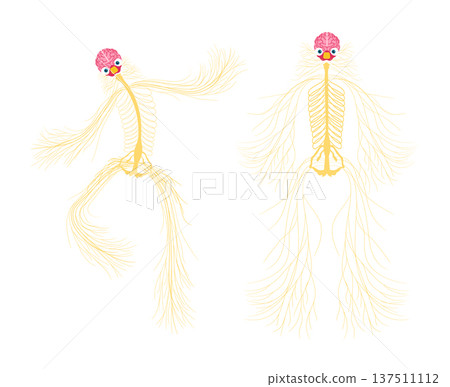 Cute human central nervous system caricature vector illustration Cute human central nervous system caricature vector illustration 137511112