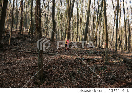 Male traveler hiking through forest in Fruska Gora, Serbia with Australian Shepherd dog. Active outdoor lifestyle scene highlighting companionship, adventure and eco tourism in nature Male traveler hiking through forest in Fruska Gora, Serbia with Australian Shepherd dog. Active outdoor lifestyle scene highlighting companionship, adventure and eco tourism in nature 137511648