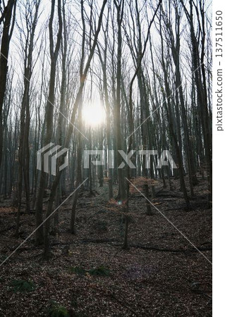 Sunlight shining through tall leafless trees in Fruska Gora, Serbia. Early spring forest landscape creates calm atmosphere and scenic eco tourism backdrop 137511650